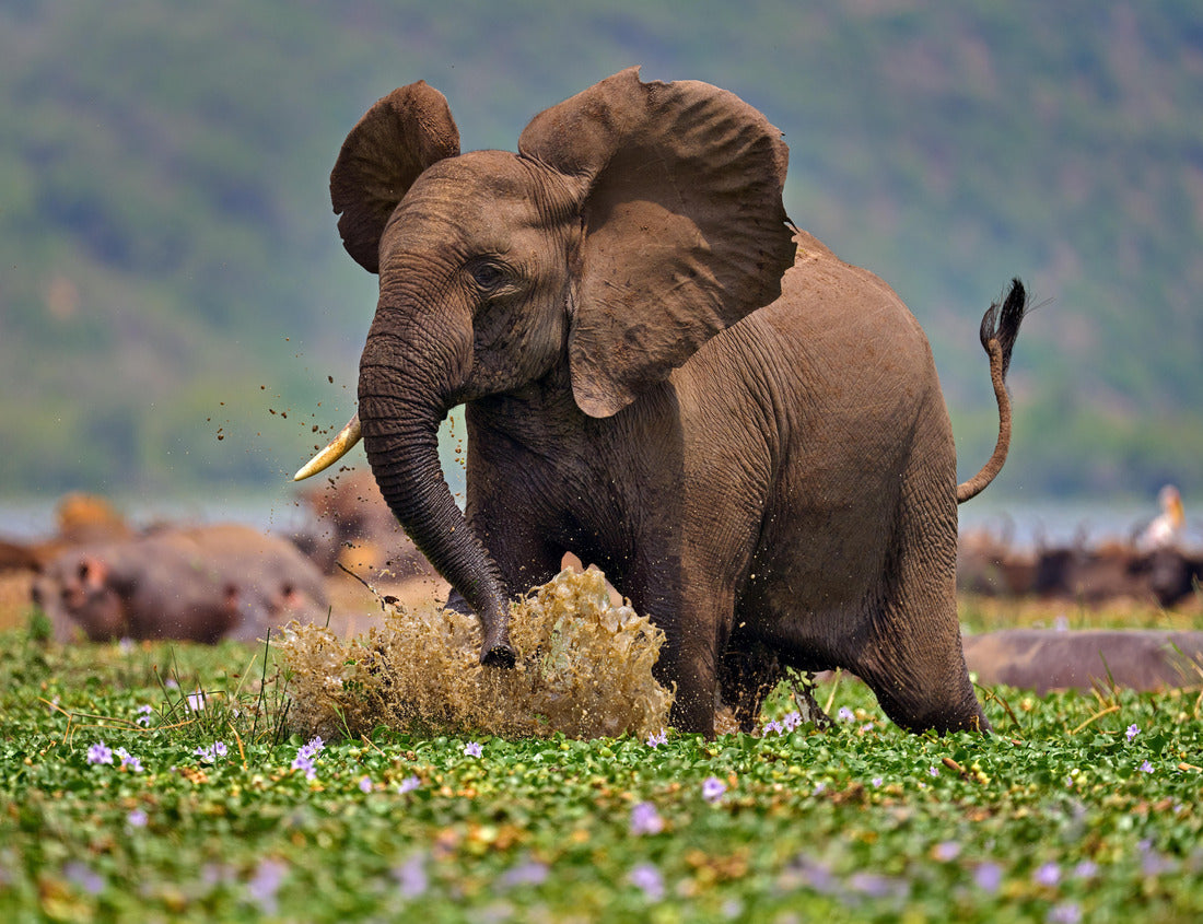 Noah Jigsaw Puzzle Elephant in the Kazinga Channel Queen Elizabeth NP in Uganda 1000 pieces