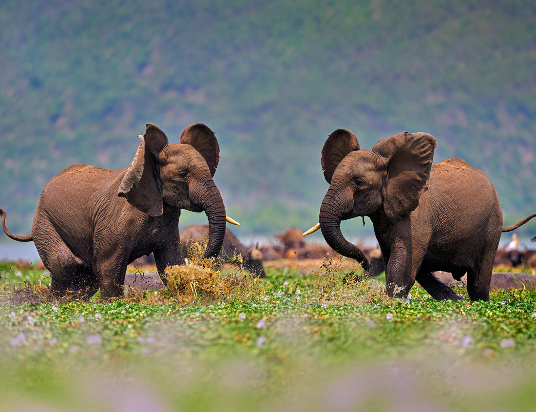 Noah Jigsaw Puzzle Elephants fight, young men, in the Kazinga Channel Queen Elizabeth NP in Uganda. Young men in the water with pink hyacinth blooming, wild nature. Wildlife Uganda. Elephant behavior 1000 pieces