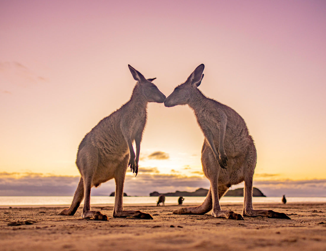 Noah Jigsaw Puzzle Kangaroo Love Sunrise Beach Australia 1000 pieces