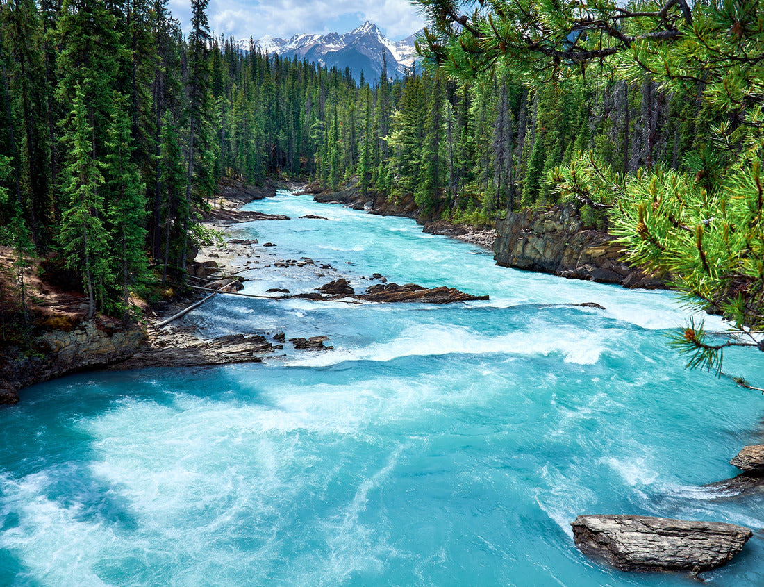Noah Jigsaw Puzzle Mountain Kicking Horse River in evergreen forest, Yoho National Park, British Columbia, Canada 1000 pieces