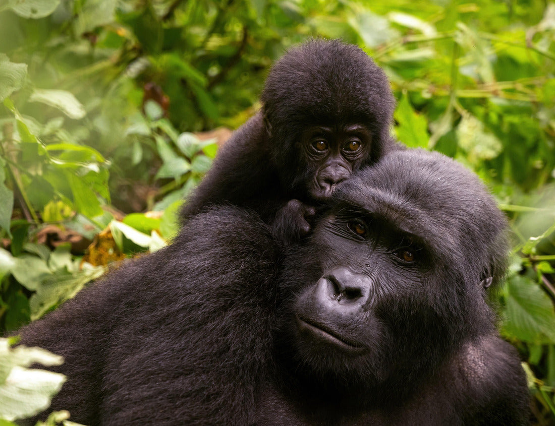 Noah Jigsaw Puzzle Adult gorilla with baby, Gorilla beringei beringei, in the lush greenery of the impenetrable forest of Bwindi, Uganda. Members of the Muyambi family have inhabited a group of the conservation program 1000 pieces