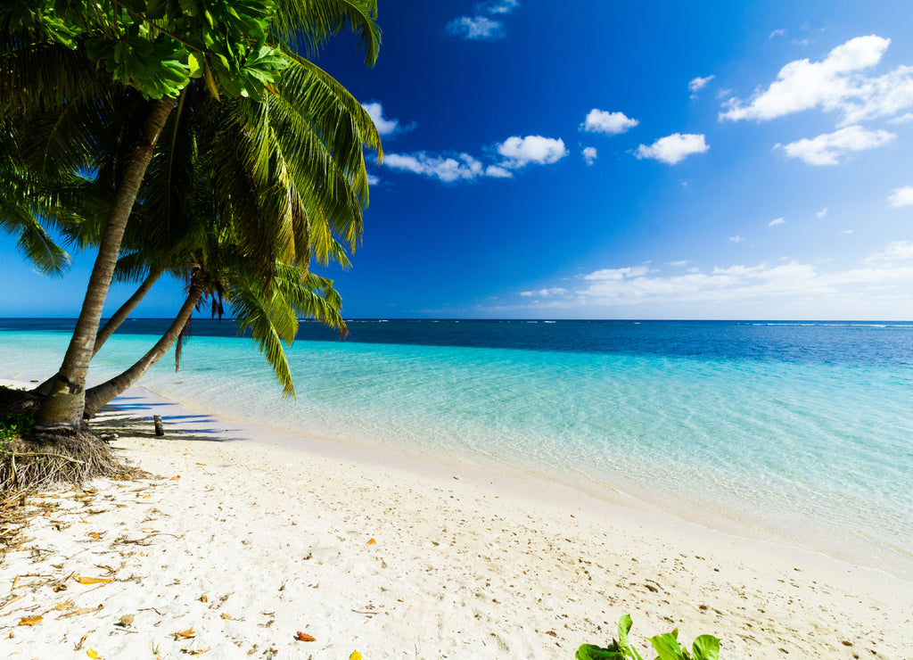 Palm trees ocean beach Samoa