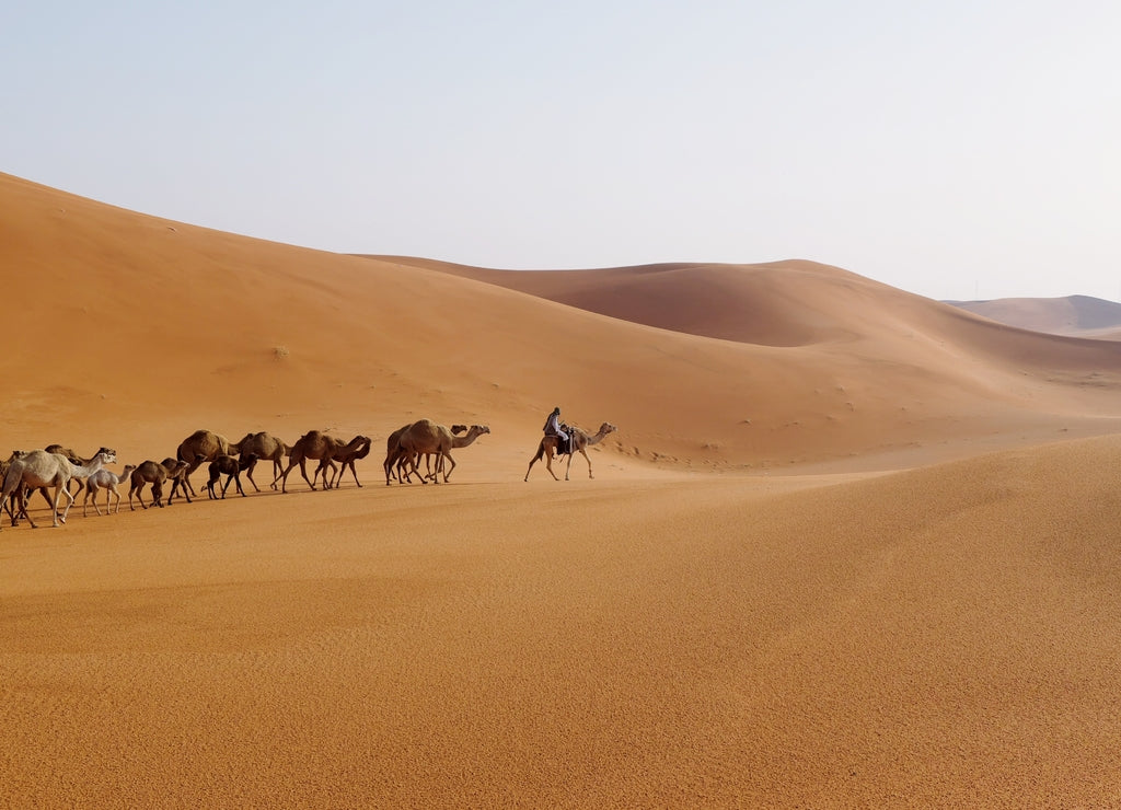 A man leading a camel caravan in the desert of Riyadh, Saudi Arabia