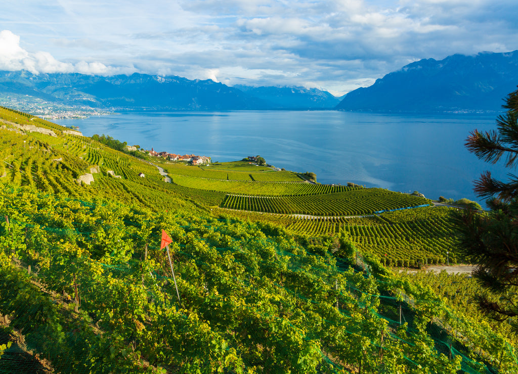 Lavaux, Switzerland: Lake Geneva and the Swiss Alps landscape seen from Lavaux vineyard tarraces in Canton of Vaud
