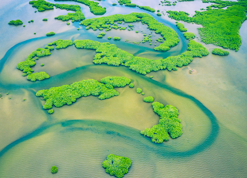 Senegal Mangroves. Aerial view of mangrove forest in the Saloum Delta National Park, Joal Fadiout, Senegal
