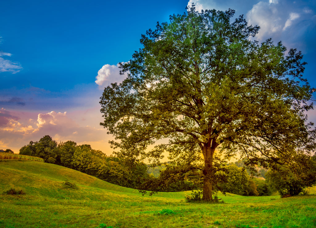 Century old oak tree. Beautiful summer meadow in mountain village, Serbia, Europe
