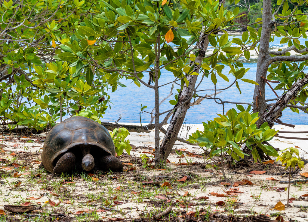 Aldabra giant tortoise, Curieuse Marine National Park, Curieuse, Seychelles
