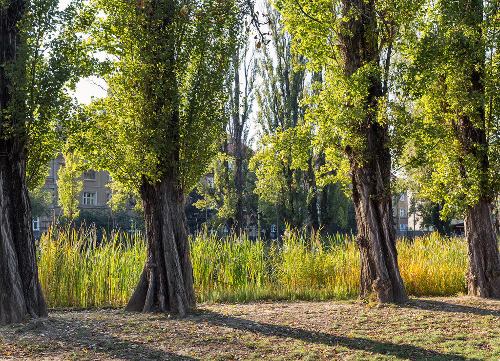 Mestsky or City park in Kosice old town, Slovakia