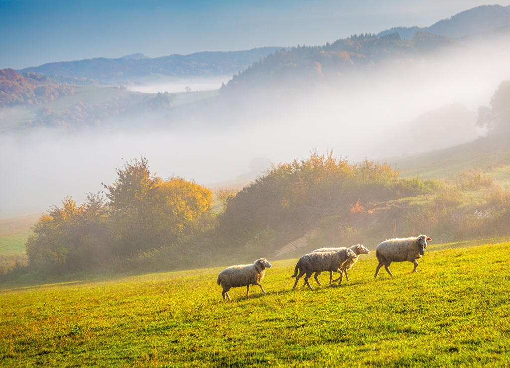 A herd of grazing sheep on a meadow in the foreground of a foggy landscape in the autumn morning, Slovakia, Europe