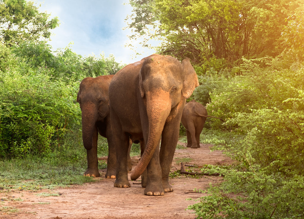 Big Asian elephants in Udawalawe National Park, Sri Lanka