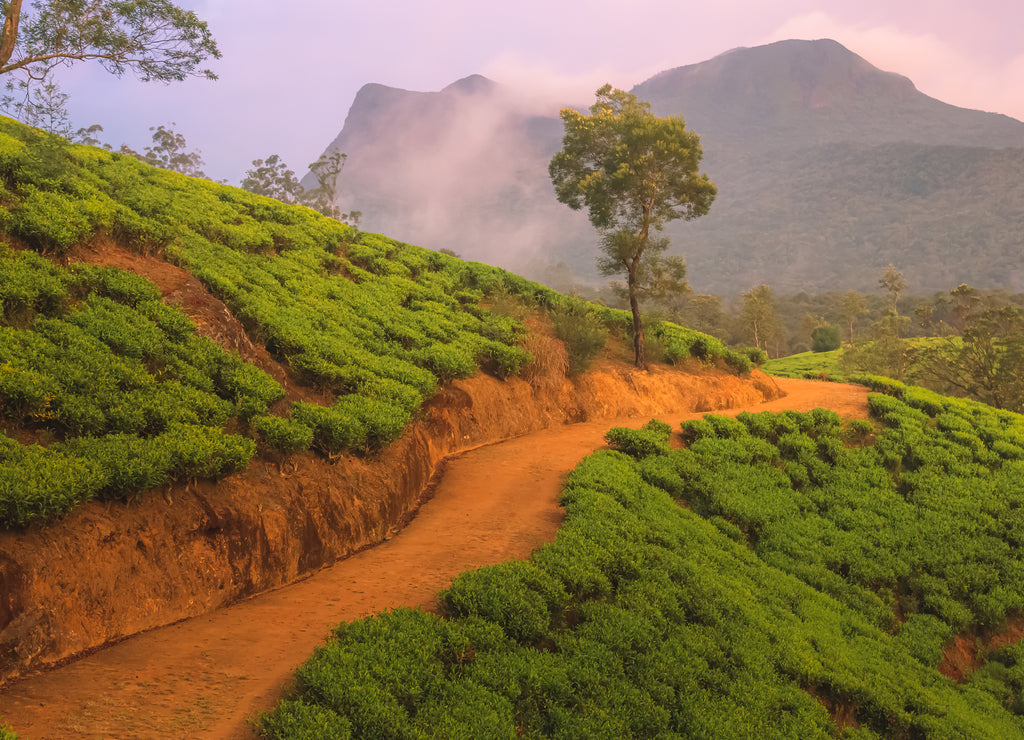Landscape countryside view of Sri Lankan hill country, and terraced tea plantation in Nuwara Eliya village, Sri Lanka with a dramatic, colourful sunset or sunrise sky