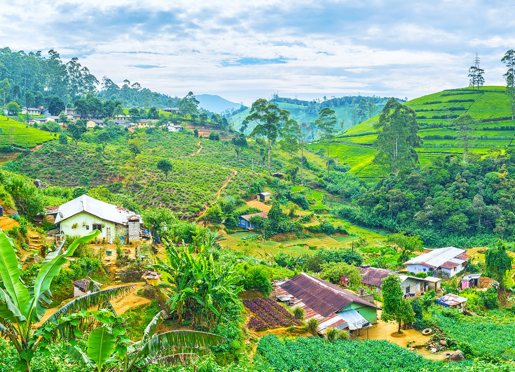 The farm lands in Sri Lankan mountains in Pusselawa