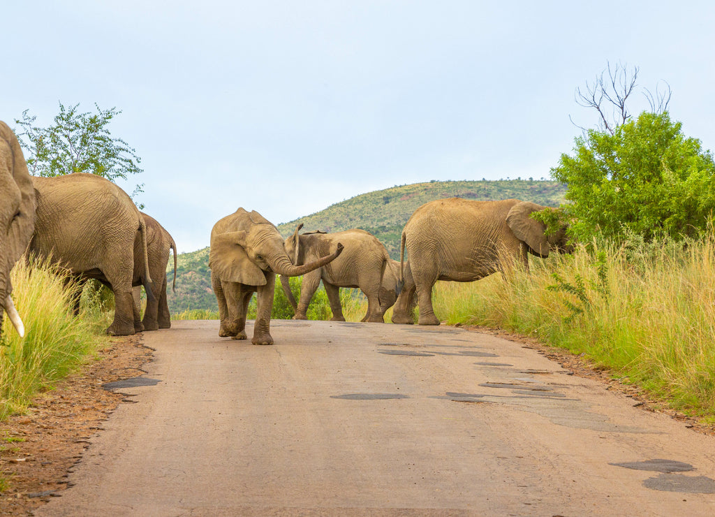 Elephants ( Loxodonta Africana) walking on the road at Pilanesberg National Park, South Africa