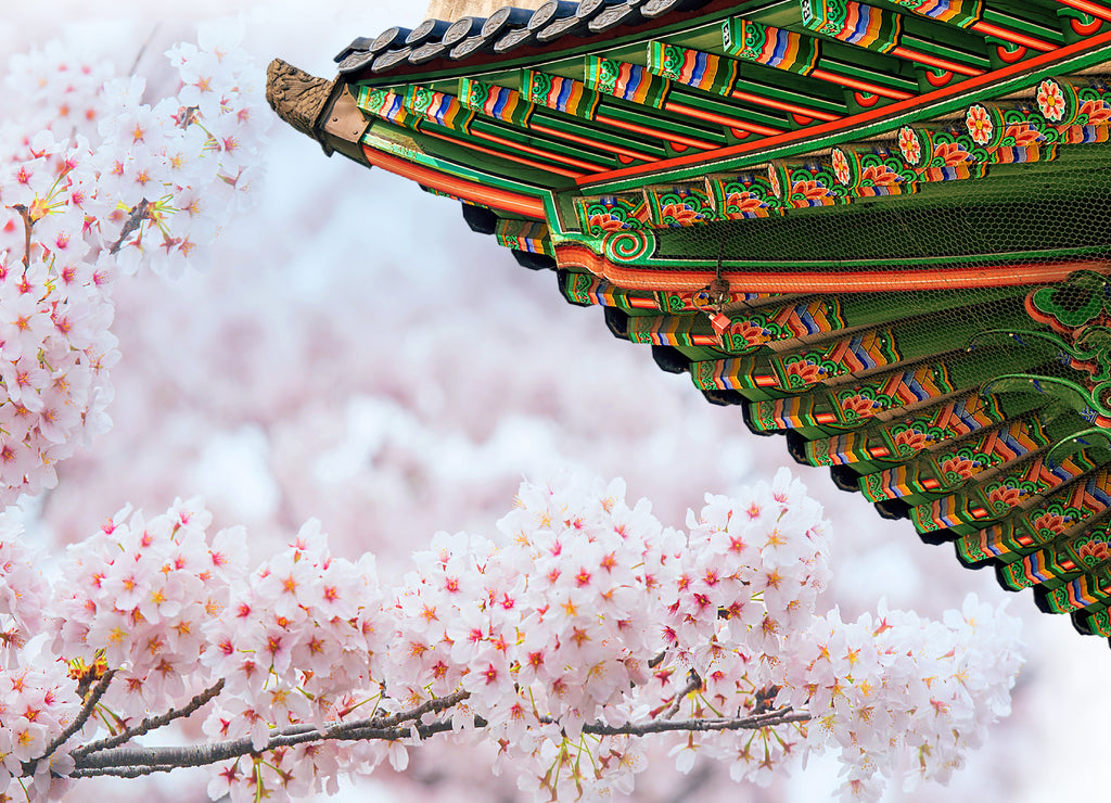 Gyeongbokgung Palace with cherry blossom in spring,Korea
