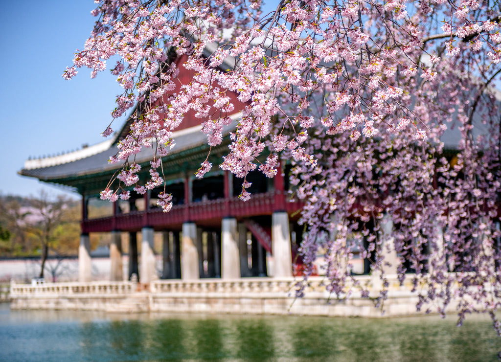 Gyeongbokgung palace in spring at Seoul, South Korea