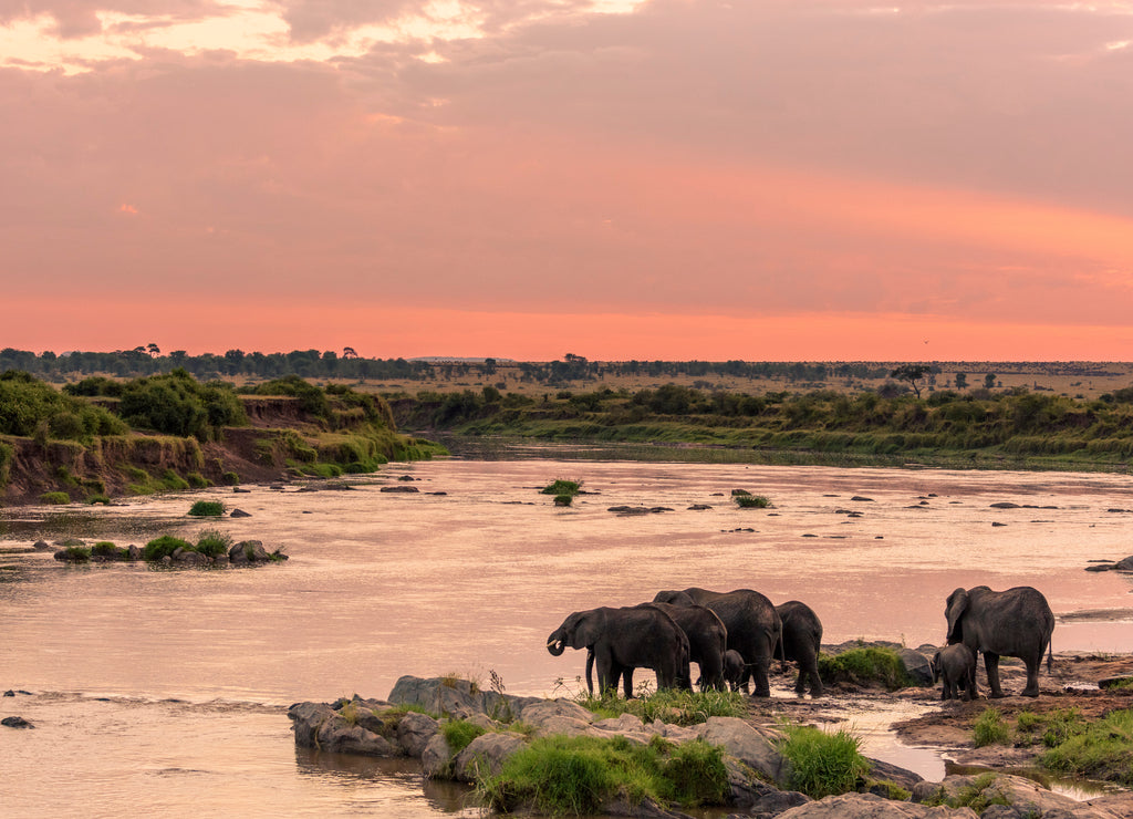 African bush elephant or African Elephant (Loxodonta africana crossing the Mara River. Serengeti National Park. Tanzania