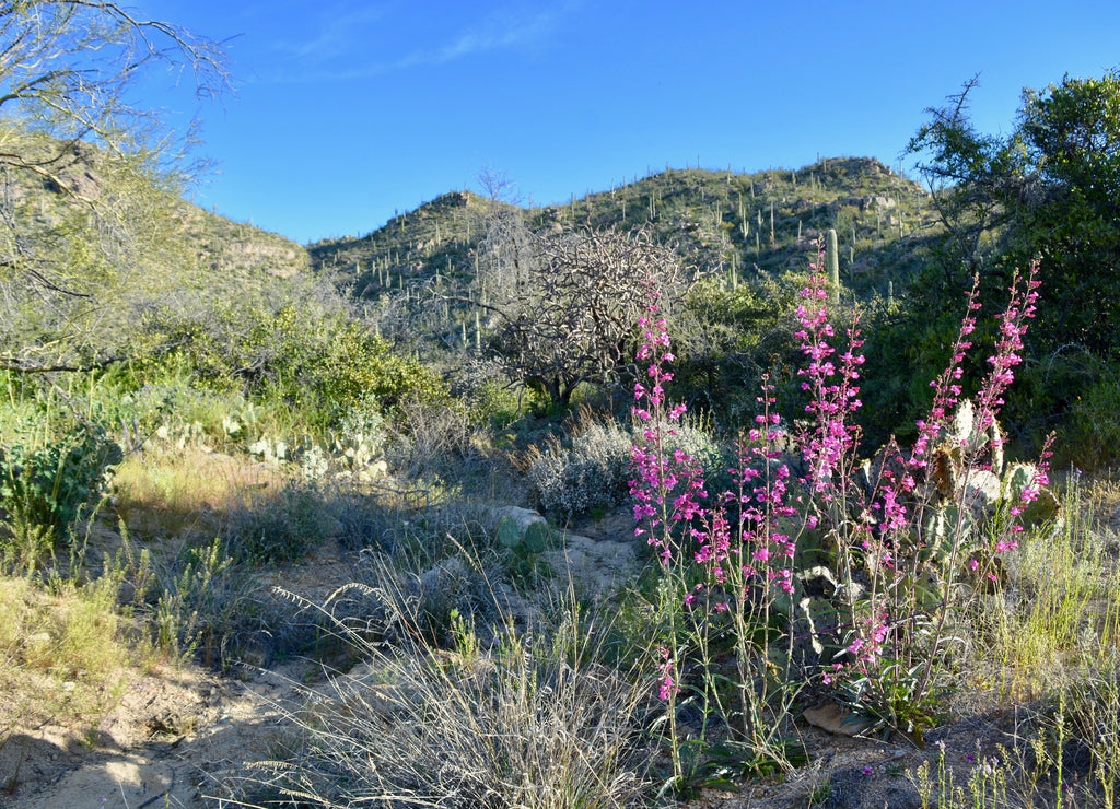 Parry's Penstemon Tortolita Mountains Marana Arizona