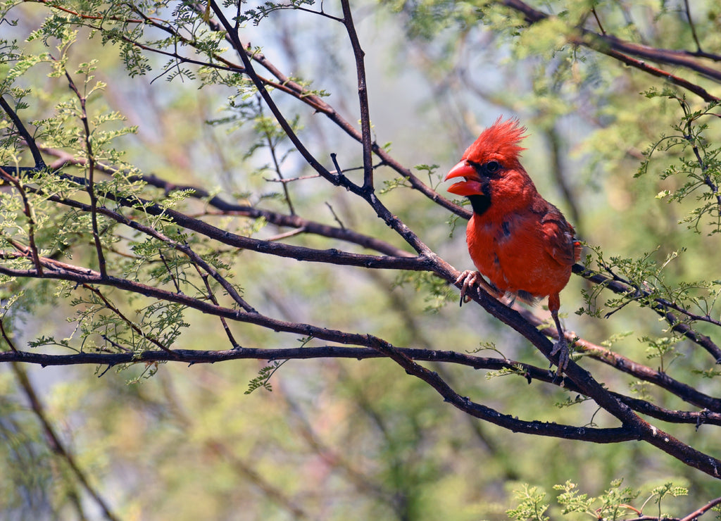 Northern Cardinal Perched in Tree Tucson Arizona