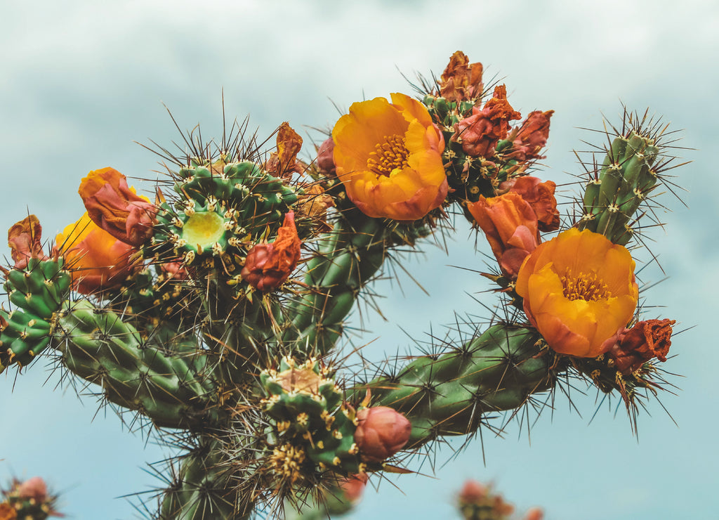 Orange Cactus Flower in the Scottsdale Desert, Arizona