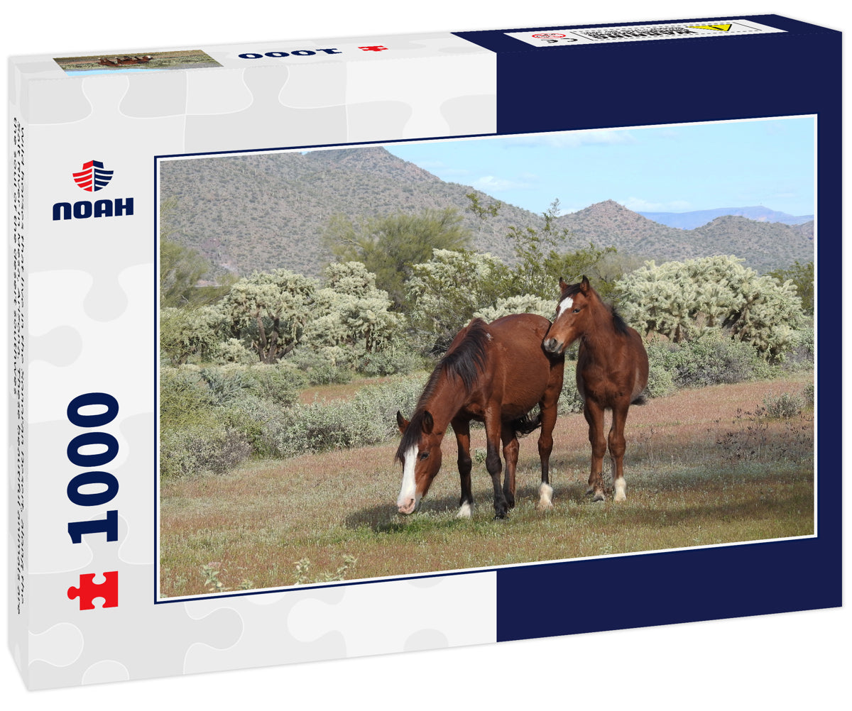 Wild horses that live in the Sonoran Desert, along the Salt River in Mesa, Arizona. These beautiful animals are the soul of the desert southwes