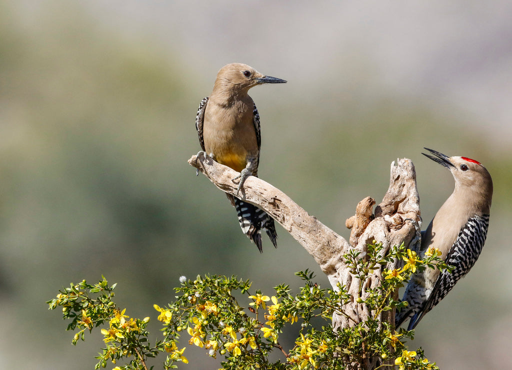 USA, Arizona, Buckeye. Male and female gila woodpeckers on cholla skeleton