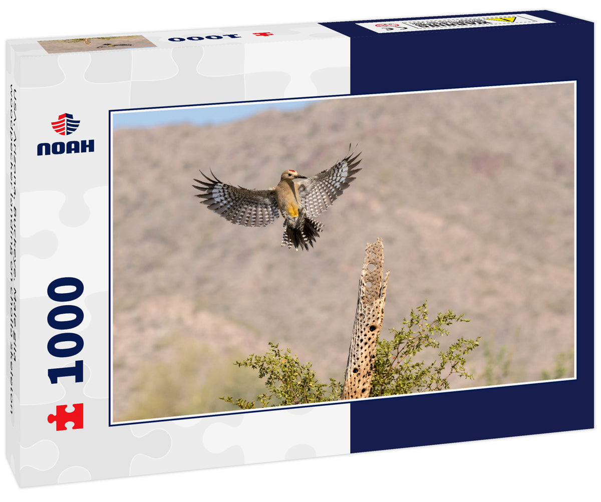USA, Arizona, Buckeye. Male gila woodpecker landing on cholla skeleton