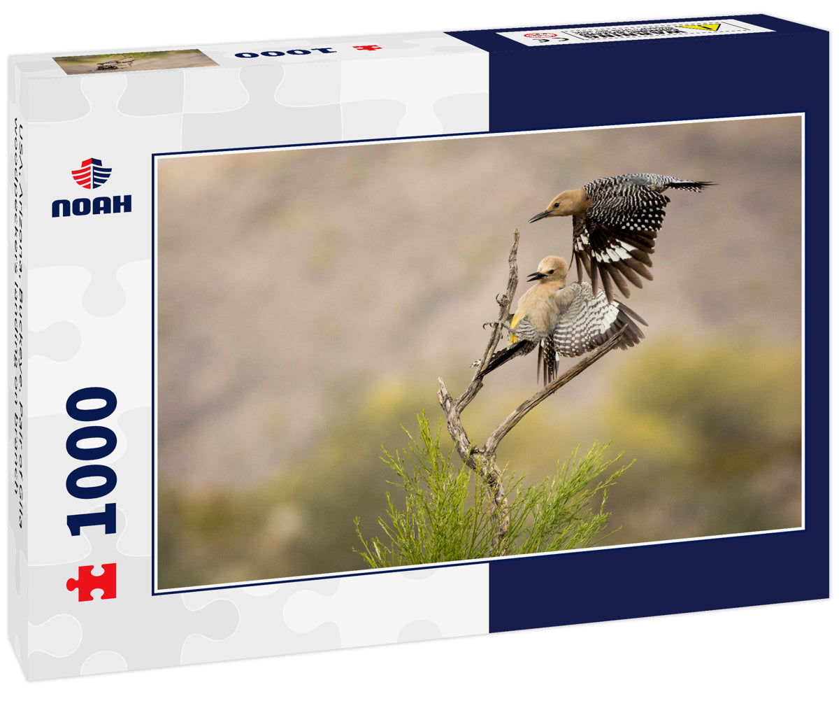 USA, Arizona, Buckeye. Pair of Gila woodpeckers landing on branch