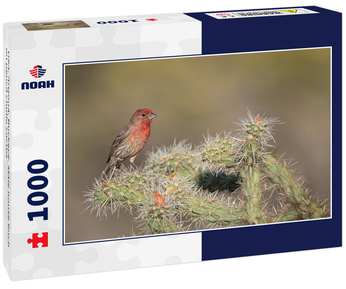 USA, Arizona, Buckeye. Male house finch on pencil cholla cactus