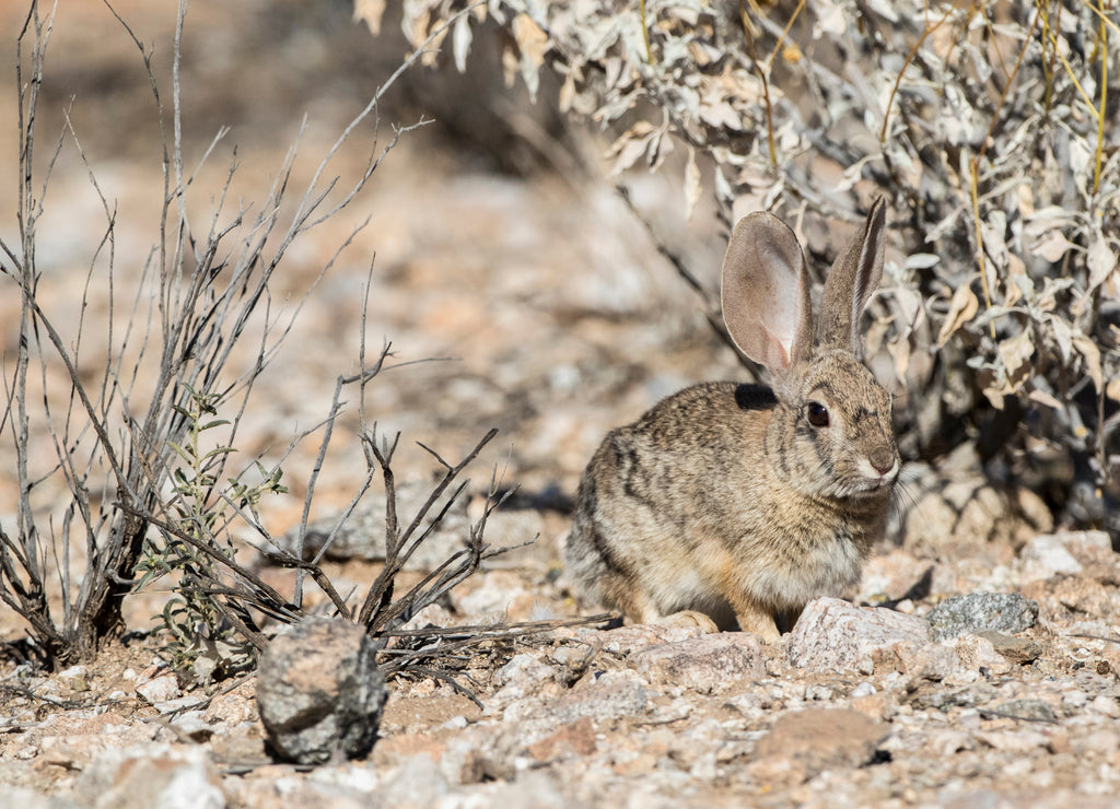 USA, Buckeye, Arizona. Desert cottontail in the Sonoran Desert