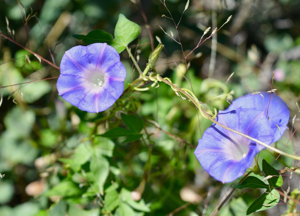 Purple Flowers Payson Arizona