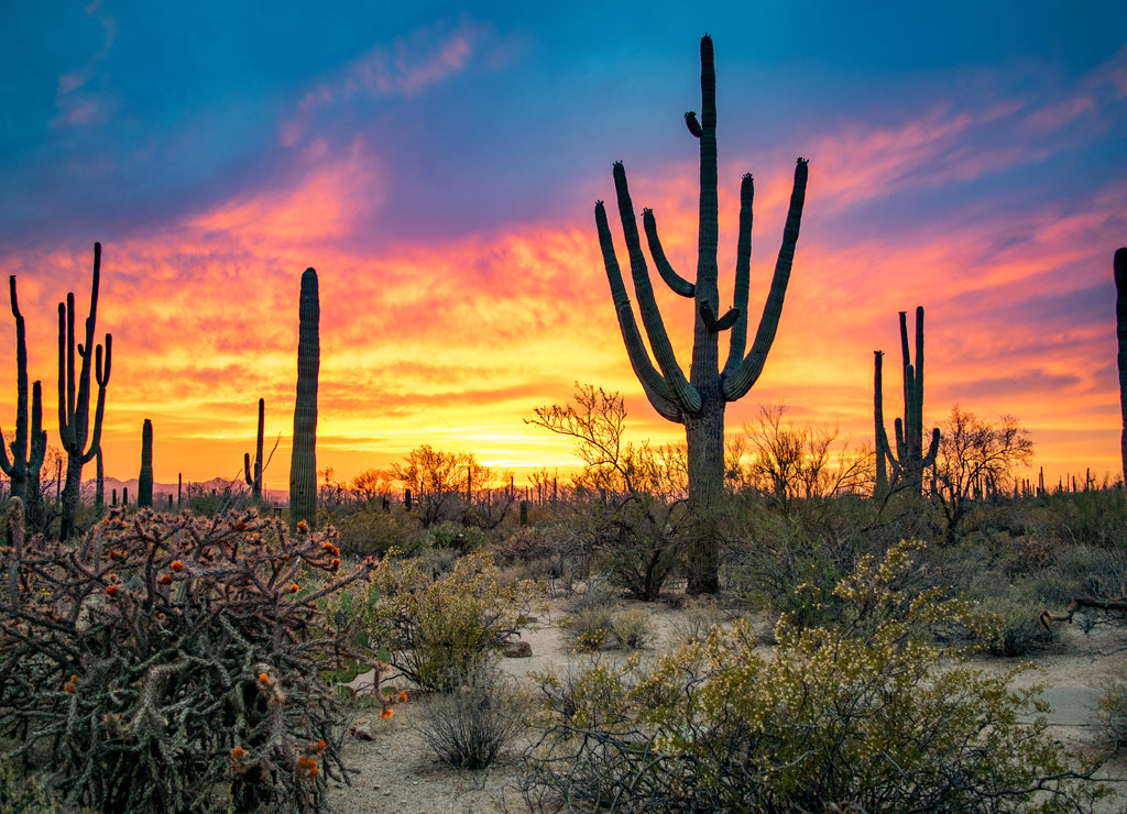 Dramatic Sunset in Arizona Desert: Colorful Sky and Cacti/ Saguaros in Foreground - Saguaro National Park, Arizona, USA