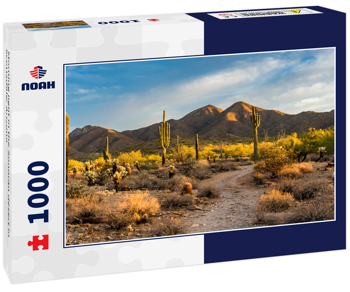 Morning light in the Sonoran desert in Scottsdale, Arizona
