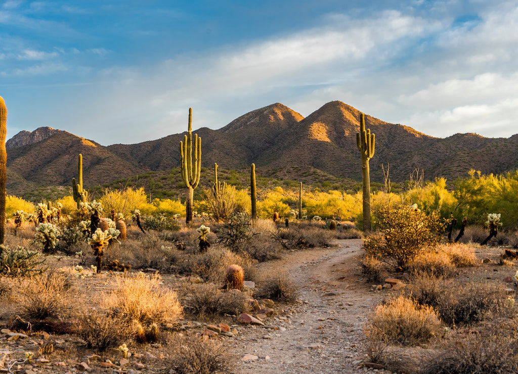 Morning light in the Sonoran desert in Scottsdale, Arizona