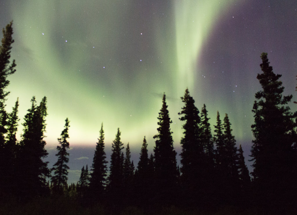 Northern lights across the black spruces on the Alaskan Range