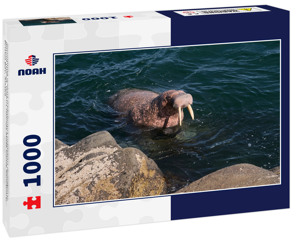 Swimming walrus (Odobenus rosmarus divergens), Round Island, Walrus Islands State Game Sanctuary, Bristol Bay, Alaska