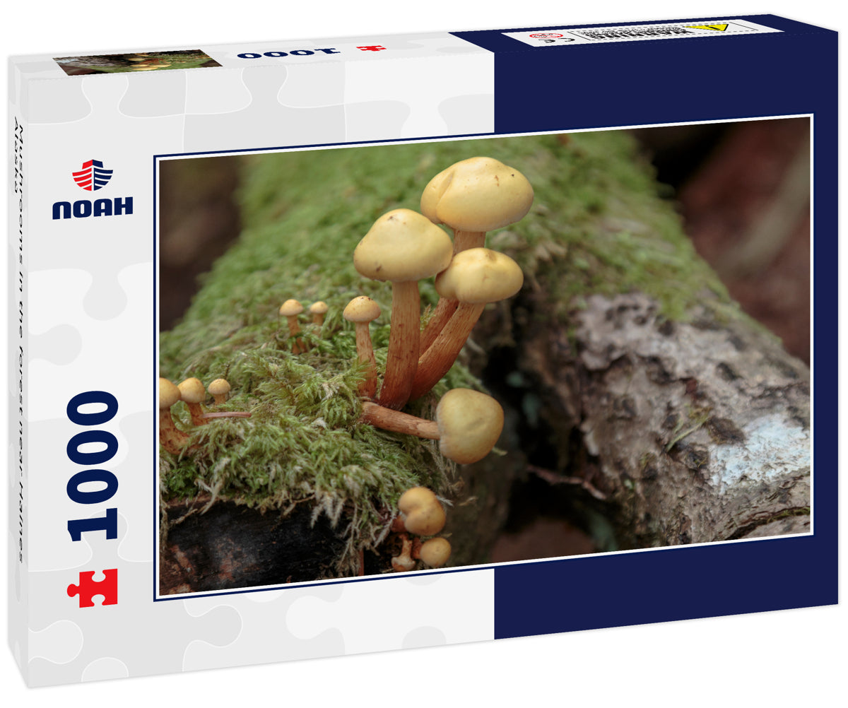 Mushrooms in the forest near Haines Alaska