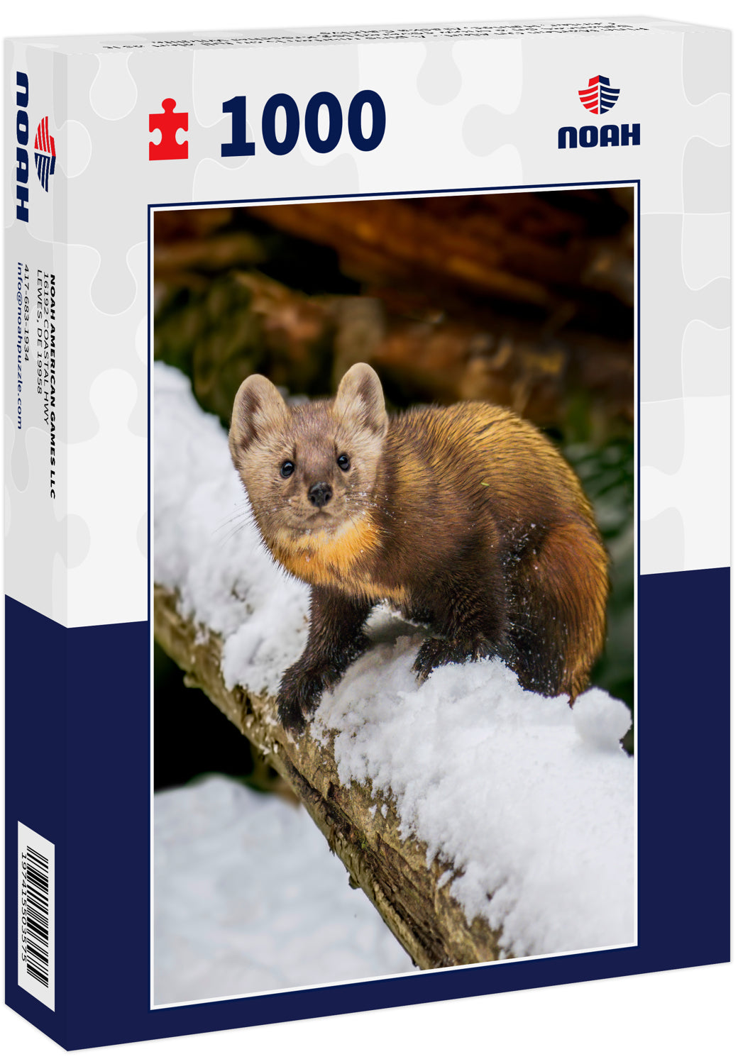Pine Marten On Alert - A pine marten is on full alert as it balances on a snow covered log Kroschel Wildlife Center, Haines, Alaska Captive
