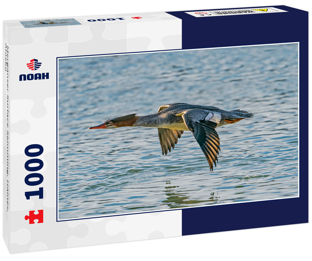 Merganser Surface Skimming, Haines, Alaska