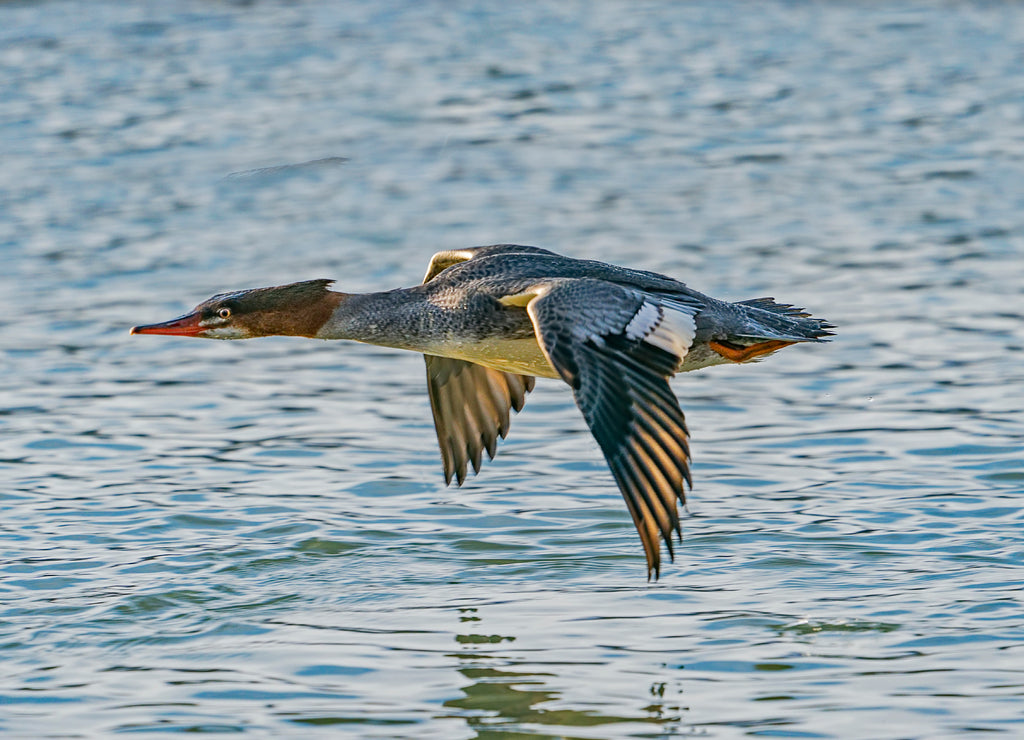 Merganser Surface Skimming, Haines, Alaska