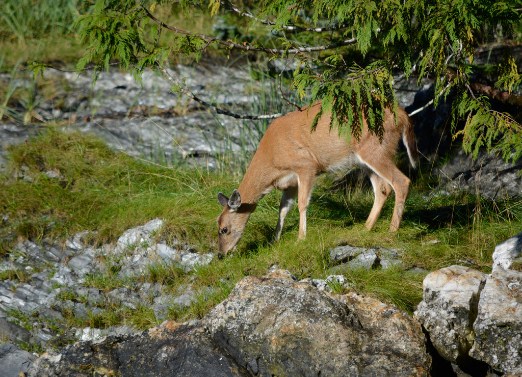 USA, Alaska, Ketchikan, Sitka Black Tailed Deer eating cedar