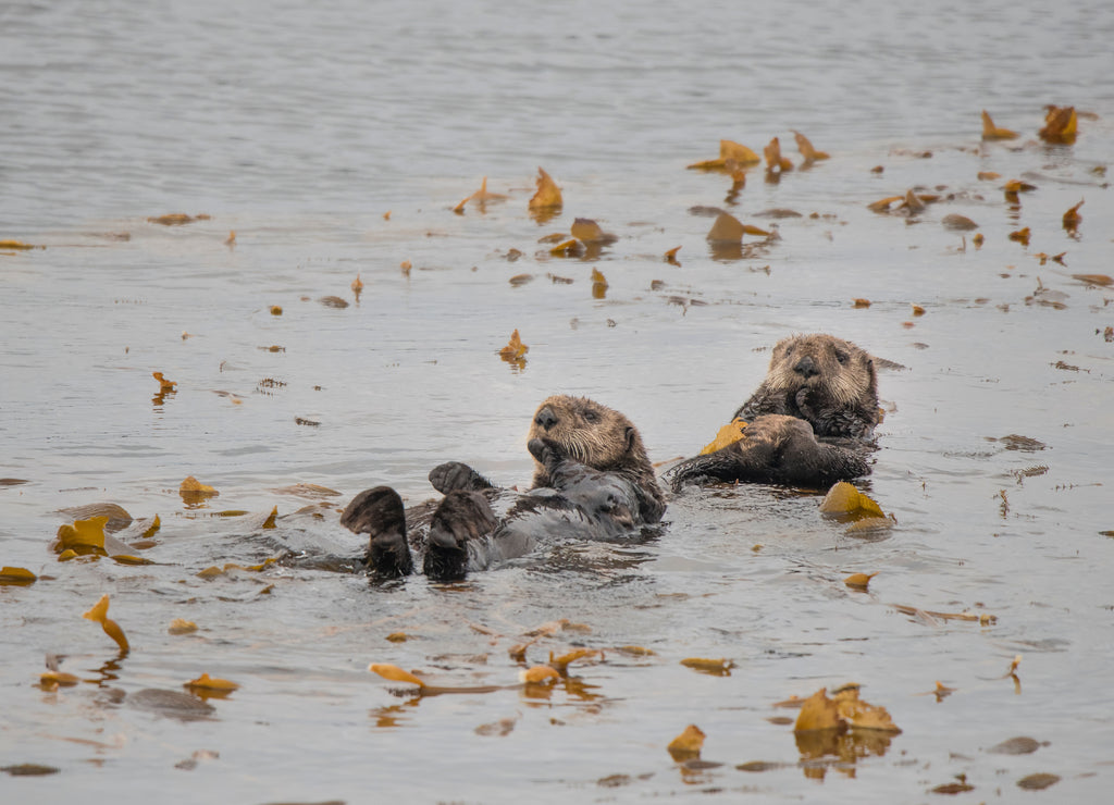 Sea Otter Duo Two, Sitka, Alaska