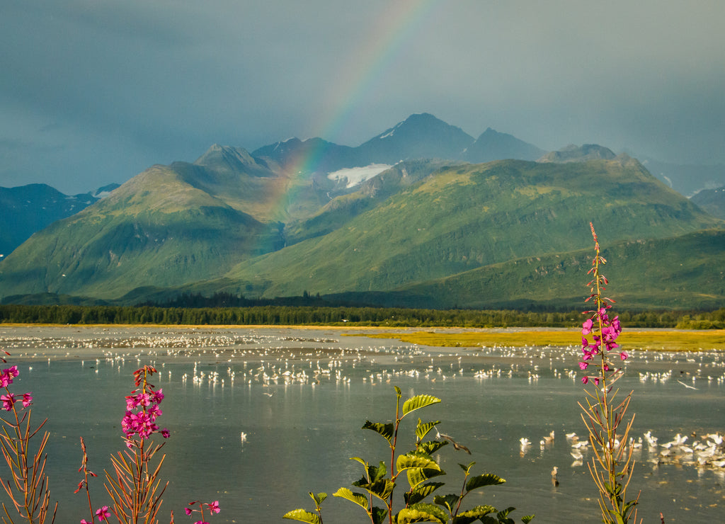 Rainbow over lake with seagulls and fireweed in Valdez, Alaska