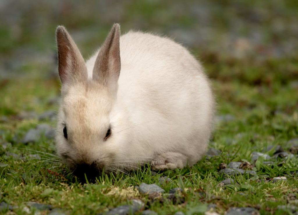 Rabbit in Valdez / Alaska