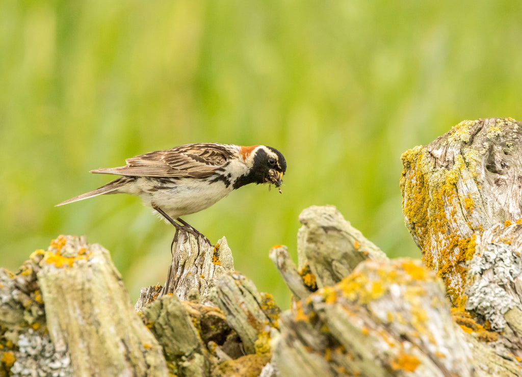 USA, Alaska, Nome Lapland longspur bird with food