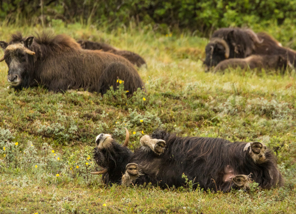 USA, Alaska, Nome Musk ox female rolling in grass