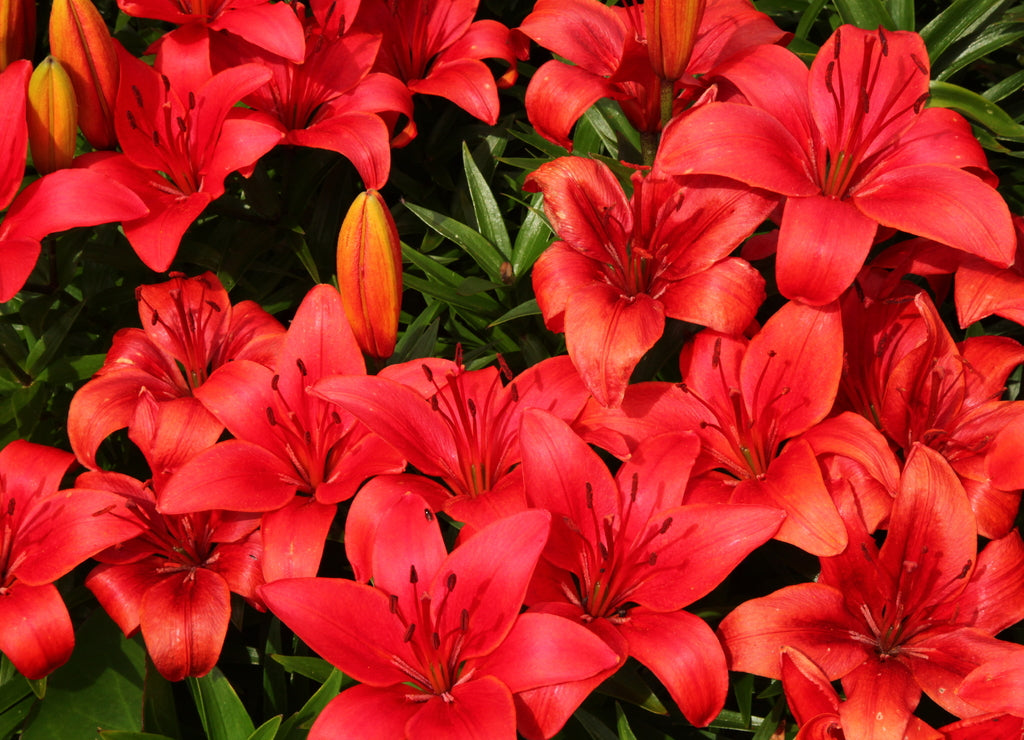 Red lilies at Georgeson Botanical Garden in Fairbanks, Alaska