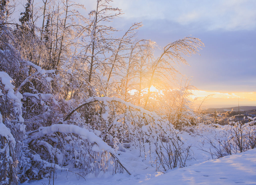 Winter forest after snow sunset, Fairbanks, Alaska
