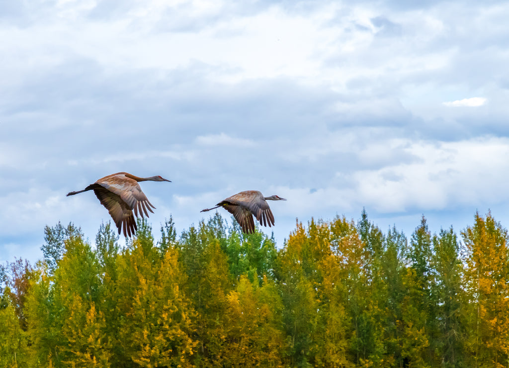 Sandhill cranes flying above Creamer's Field, Fairbanks, Alaska