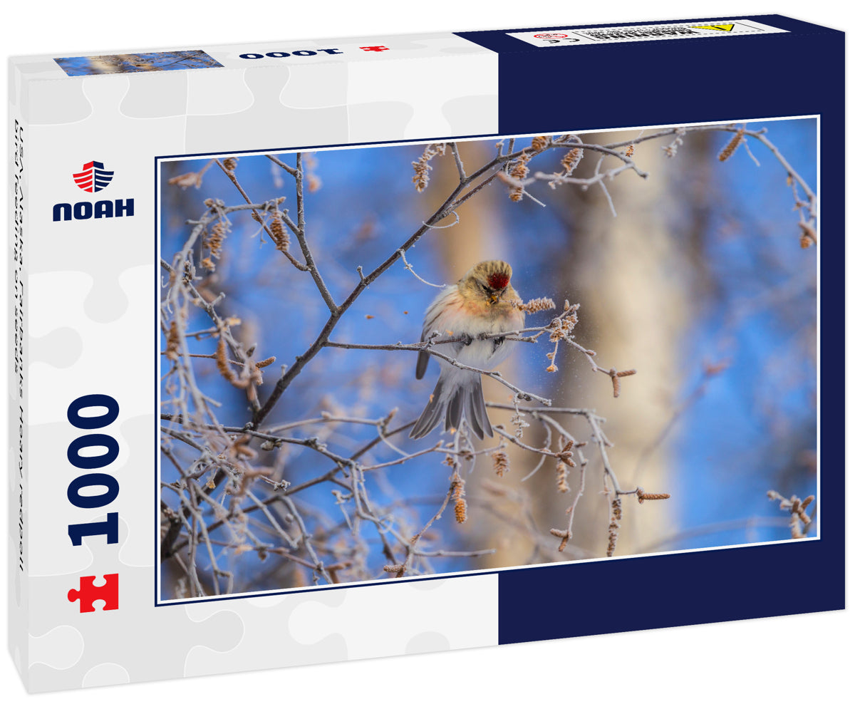 USA, Alaska, Fairbanks Hoary redpoll bird feeding on seeds