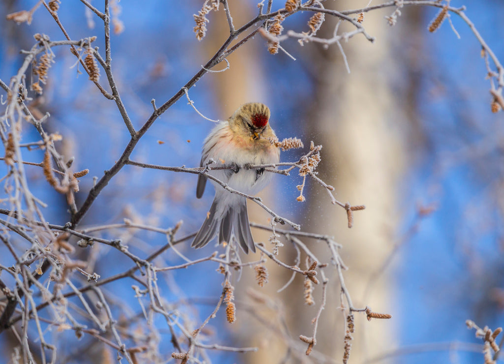 USA, Alaska, Fairbanks Hoary redpoll bird feeding on seeds